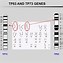 Image result for TP53 Exon 7 Gene Sequence