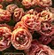 Image result for Tulipa Copper Image