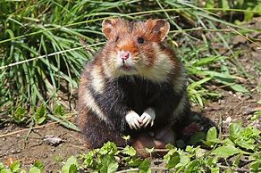 Image result for Field Hamster
