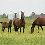 Image result for Red Morgan Horse