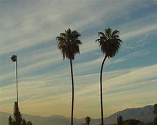 Image result for Two Palm Trees California