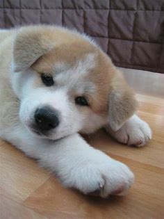 Sooo tired! | 可愛い犬, 可愛いワンちゃん, 動物 かわいい
