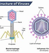 Image result for Struktur Virus