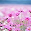 Image result for Free Desktop Summer Flowers