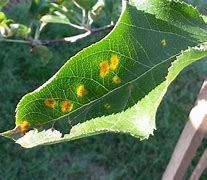 Image result for Black Spots On Apple Tree Leaves