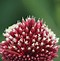 Image result for Allium amethystinum Red Mohican