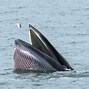 Image result for Bryde's Whale