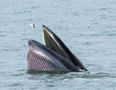 Image result for Bryde's Whale