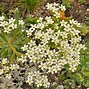 Image result for Saxifraga hostii