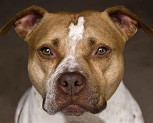Image result for Pit Bull Terrier Dog