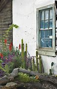Image result for Cactus Plant Window Stand