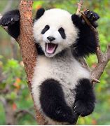 Image result for Oso Panda Animal