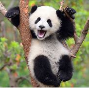 Image result for Cutest Baby Panda