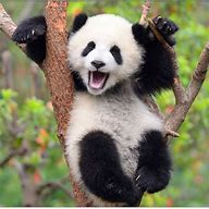 Image result for Baby Panda Pics