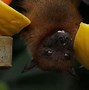 Image result for Bat Species