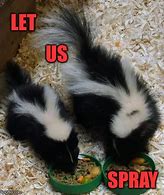 Image result for Skunk Meme