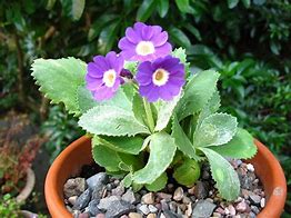 Image result for Primula marginata Arthur Branch