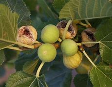 Image result for Fig Dry Fruit