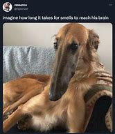 Image result for Dog Brain Memes