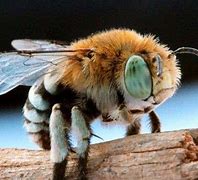 Image result for Quasihesma Bee