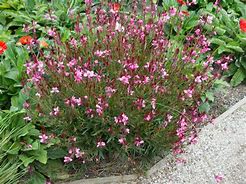 Gaura lindheimeri Siskiyou Pink に対する画像結果