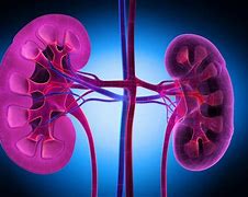 Image result for Diabetes and Kidneys