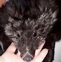 Image result for Fox Fur Stole with Head