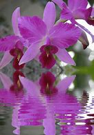 Image result for Pink Arizona Flowers