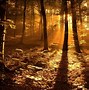 Image result for Gothic Autumn Aesthetic