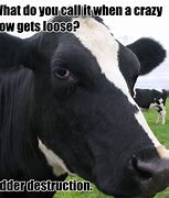 Image result for Corny Cow Jokes