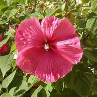 Image result for Hibiscus moscheutos DISCO BELLE rouge
