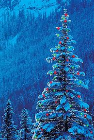 Image result for Outdoor Christmas Tree Scene