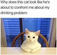 Image result for Curious Cat Memes Funny
