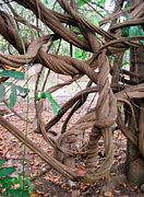 Image result for banisteriopsis_caapi