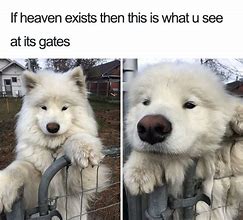 Image result for Puppy Meme Aesthetic