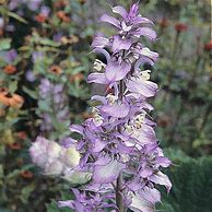 Image result for Salvia sclarea var. Turkestanica