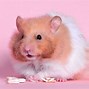 Image result for Cute Animals Hamster