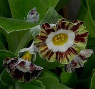 Image result for Primula auricula Pin Stripe
