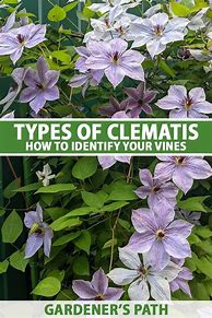Image result for Clematis Vines Varieties