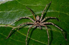 Image result for huntsman spiders facts