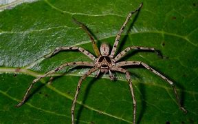 Image result for Giant Huntsman Spider Bite