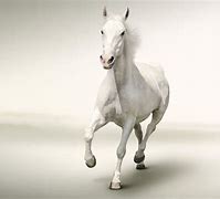Image result for Horse Running White Background