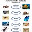 Image result for Invertebrate Animals Worksheet