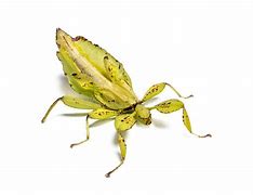 Image result for Phylliidae
