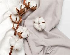 Image result for Cotton Pic