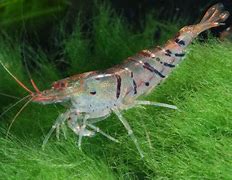 Image result for Freshwater Shrimp Species
