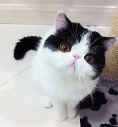 Image result for Smush Face Cat