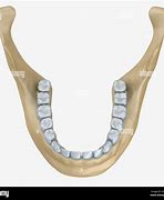Image result for Human Lower Jaw Bone