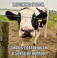 Image result for Cow Joke Meme