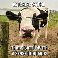 Image result for Giant Cow Memes